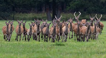 Deer population under debate in Kurzeme region