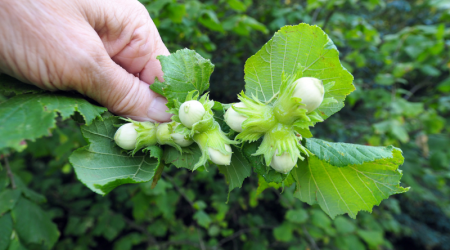 Ireland's native Hazel Tree, rooted in history and mythology