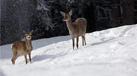 Council of State suspends Abruzzo deer cull