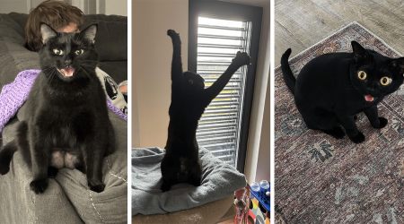 24 Hilarious Black Cats Who Are Derpy as Heck in Honor of Spooktober to Remind Everyone That Void Cats Are Not Bad Luck