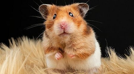 Mum-of-two dies in front of her kids after being bitten by pet hamster 