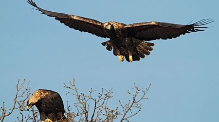 Imperial Eagle Festival to Be Held in Topolovgrad on October 19