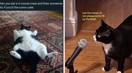 23 Foodie Feline Memes Monching on Your Meal While You're Conveniently Distracted by Cute Cats