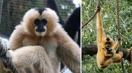 Gibbon dances provide model to investigate the use of gestural signals in primates