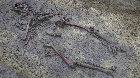 In Denmark, 50 well-preserved Viking Age skeletons have been unearthed, a rare discovery