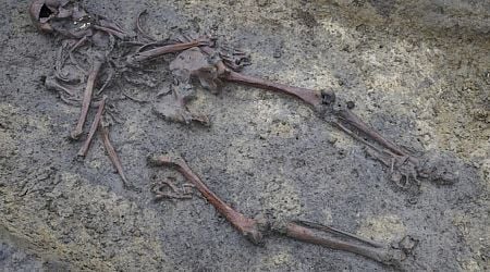 50 Viking Age skeletons discovered in Denmark