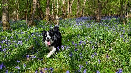 Open meeting in Donegal for anyone interested in developing native woodland