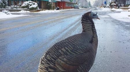 B.C. village aims to commemorate Tina the turkey with a statue