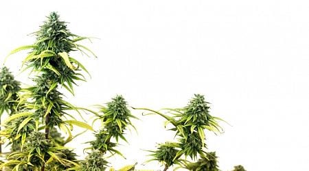 Less cannabis grown in Netherlands as more countries allow cultivation