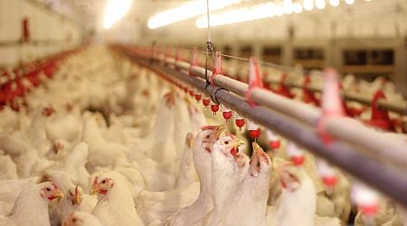 BBB under pressure from chicken farmers on planned manure limits