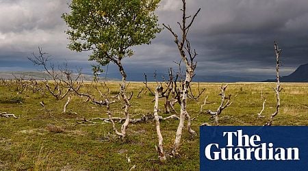 What happens to the world if forests stop absorbing carbon? Ask Finland