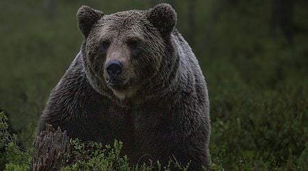 Bear crosses the Danube from Slovakia, now feared in Hungary