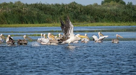 Deep-freezing DNA to Protect Biodiversity in Partnership with Slovakia