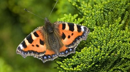 For many in the UK, 2024 was the year without a butterfly