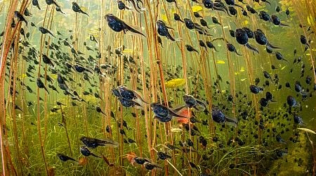 Whimsical Tadpole Swarm Wins Prestigious Wildlife Photographer of the Year 2024 Contest