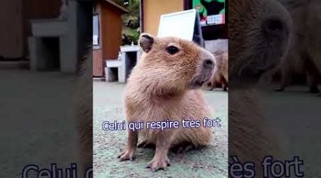 Capybaraaaa