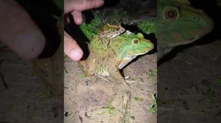 Catch a frog make a funny laugh | Funny animal catch | Laugh out loud with short videos