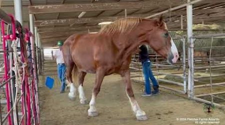 Baby Belgian Draft horse filly rescued from almost shipping to slaughter along with the other 10!