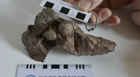 World's smallest dinosaur egg fossils discovered in China