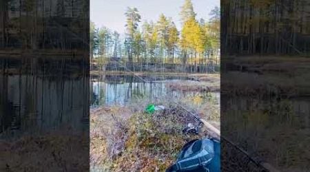 When magic happens #flyfishing #fishing #finnskogen #troutfishing #trout #nature #norway #woods