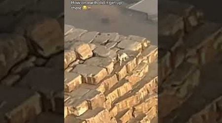 How on EARTH did this dog climb to the top of the Great Pyramid?!