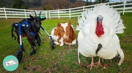 Turkey Finds His Flock In A Group Of Goats, A Cow And Roosters | Cuddle Buddies