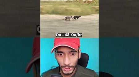 Which animal runs at the fastest speed ? in English