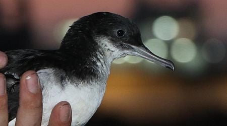 BirdLife Malta urges action on light pollution to save vulnerable seabirds