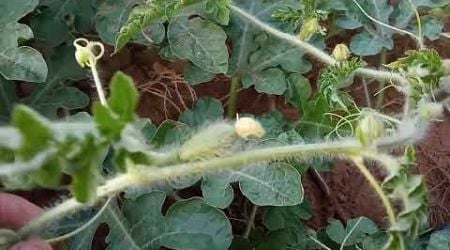 The beauty of watermelon plants in the open field