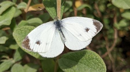 How a butterfly invasion minimizes genetic diversity