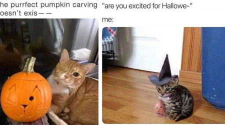 25 Spooktacular Cat Memes to Fill Your Halloween with Hissterical Laughs and Meowrvelous Mischief