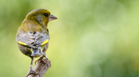  Government reopens finch trapping, after EU Court rules research derogation illegal 