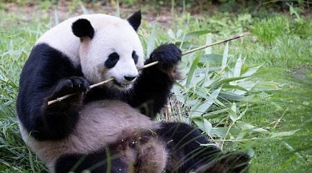 Berliners queue to view 2-month old panda twins