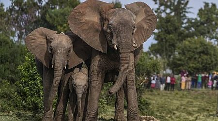 Elephant Wrinkles May Tell a Bigger Story