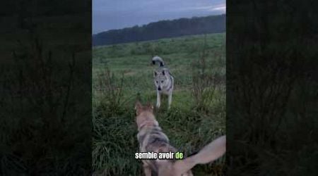 Otone rencontre un autre chien-loup #chienloup #animaux