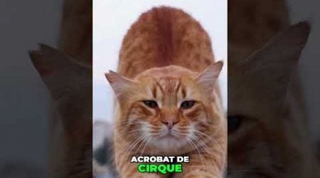 Pourquoi les Chats Retombent Toujours sur leurs Pattes #instinctanimal #animaux #animals