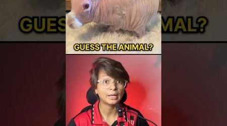 Guess The Animal Without Hair ?