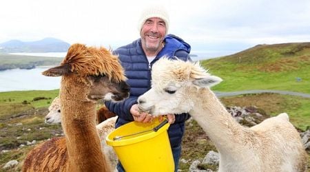 What do you do with 50 alpacas? Meet the Donegal man putting a modern twist on tradition of wool and spinning 