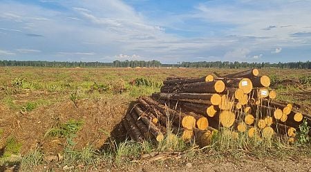 Nature guards say Agriculture Ministry pushes clearcutting again