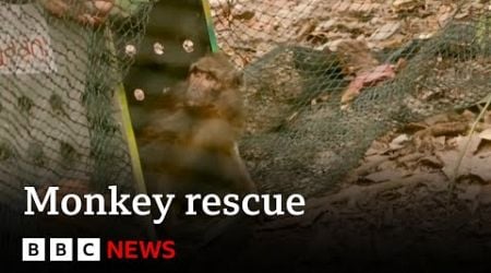 Monkey rescued from online monkey torture ring released into wild | BBC News