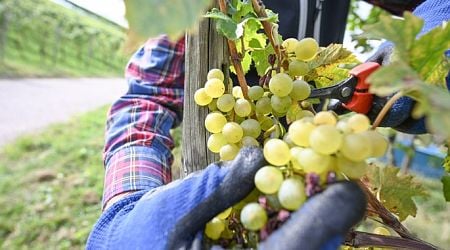 German winemakers expect significant decline in grape harvest