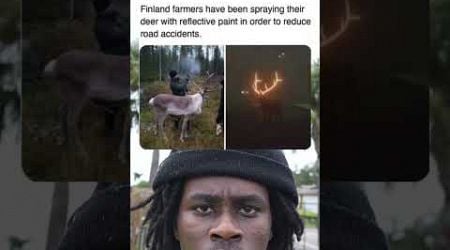 Finland farmers have been spraying their deer with reflective paint in order to reduce road