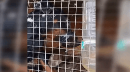 VIDEO: Deranged Hungarian set ferrets on small, tied-up dog and cheered on every bite