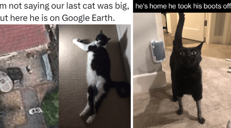 20 Funny and Cozy Cat Memes to Keep You Smiling While You Snuggle with a Fuzzy Blanket