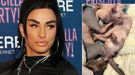 Katie Price boasts about three new Sphynx cats after animal rights backlash