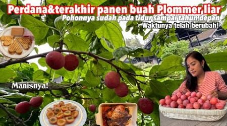 PANEN BUAH PLOMMER ANGGUR LIAR SEMANIS MADU SEBELUM POHONNYA TIDUR || SARAPAN VAFFEL KEJU MANIS