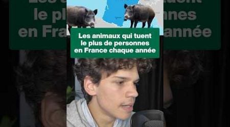 Quel est l&#39;animal le plus dangereux de France ?#animaux #sanglier