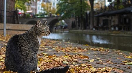 Autumn weather moves in, with grey skies and some drizzle