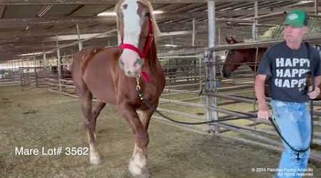 Picking up the last group of Belgian Draft Horses rescued from Bowie Livestock and an extra traveler