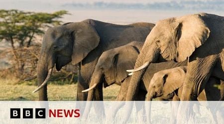 Can tech help to combat the illegal trade in elephant ivory? | BBC News